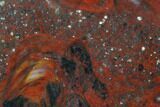 Polished Stromatolite (Collenia) - Minnesota #126079-1